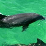 Seablaster Dolphin Tour