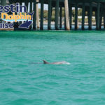 Destin Dolphin Cruise