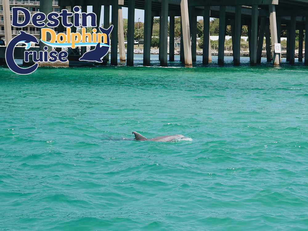 dolphin cruise harbor blvd destin