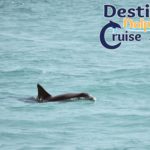 Destin Dolphin Cruise