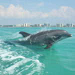 Destin Dolphin Cruise