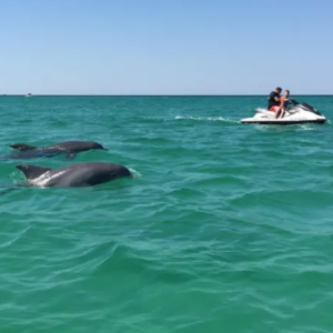 Destin Florida Dolphin Tours